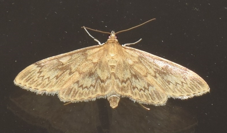 Anania lancealis (Crambidae)?  S !